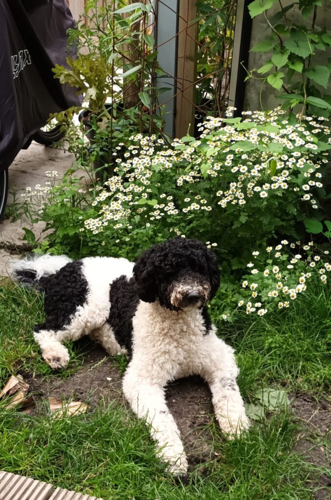 onze-mascotte